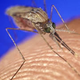 Illustration for article titled Genetically Modified Mosquitoes Could Help Fight Malaria